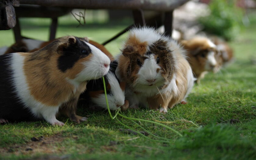 Meerschweinchenrassen unterscheiden