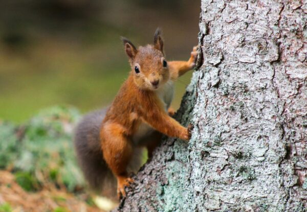 neugieriges Eichhörnchen am Baum