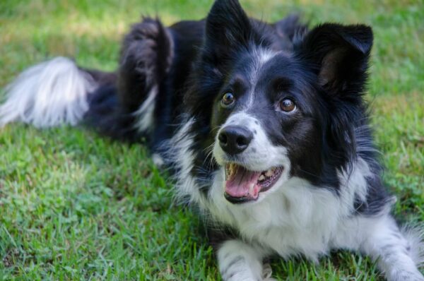 Border Collie liegt im Gras