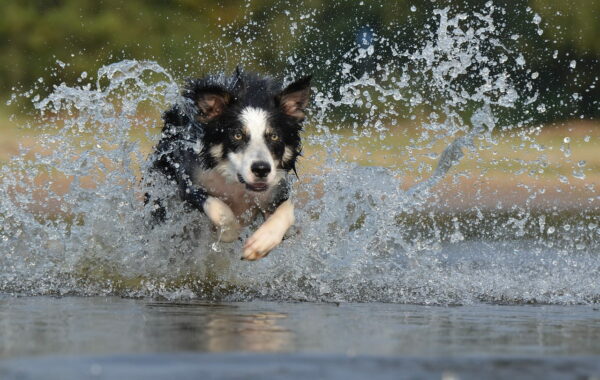 Border Collie beim Sprung im Wasser