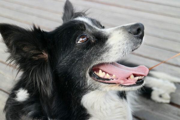 Border Collies sind intelligente Haustiere