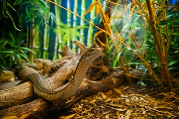 Schlange im Terrarium